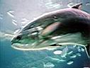 les_sens_du_poisson_hcm34_100.jpg