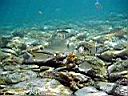 les_sens_du_poisson_hcm34_102.JPG