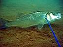 les_sens_du_poisson_hcm34_103.JPG
