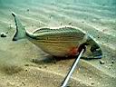 les_sens_du_poisson_hcm34_104.JPG