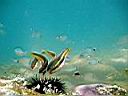 les_sens_du_poisson_hcm34_105.JPG