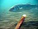 les_sens_du_poisson_hcm34_107.JPG
