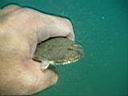 les_sens_du_poisson_hcm34_108.JPG